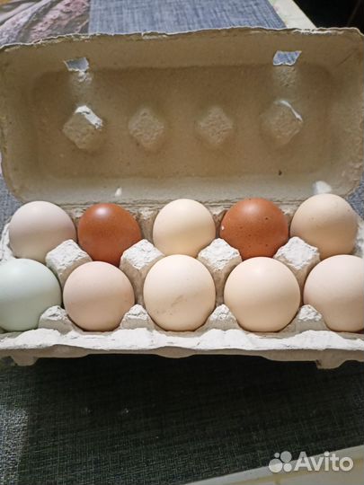 Куриное яйцо домашнее. Молоко козье