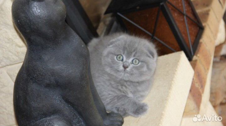 Шотландские супер плюшевые голубые котята