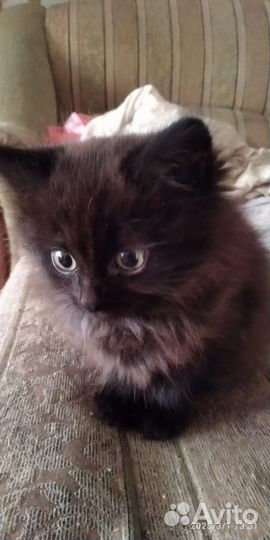 Котята в добрые руки бесплатно