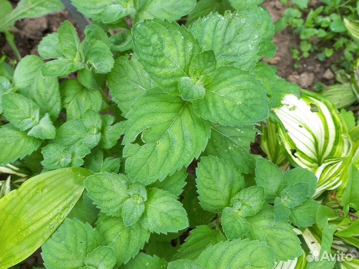 Мелисса, мята