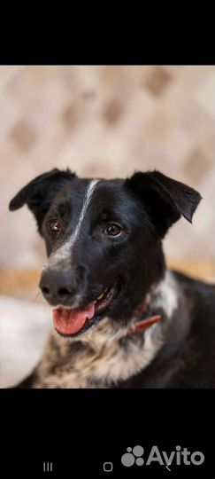 Собака выжила, чтобы жить