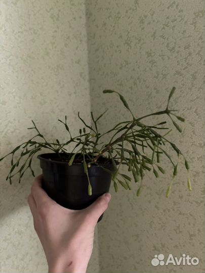 Комнатные растения цветы бесплатно