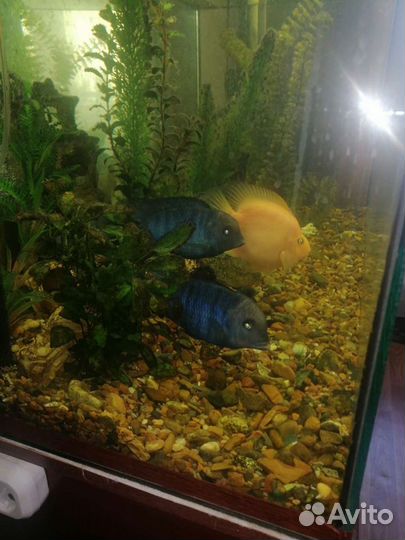 Аквариум