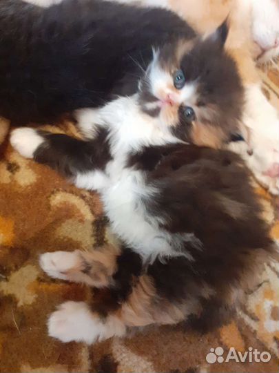 Котята персы