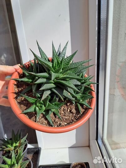 Суккуленты