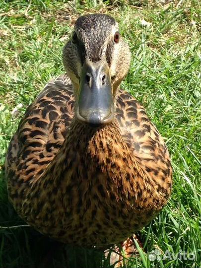 Продам диких уток