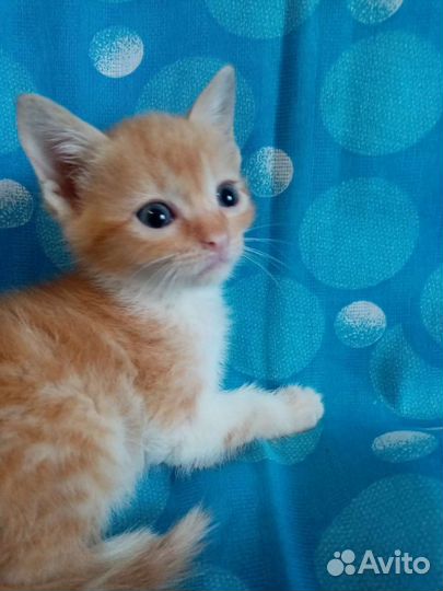 Рыженькие котята 1 мес