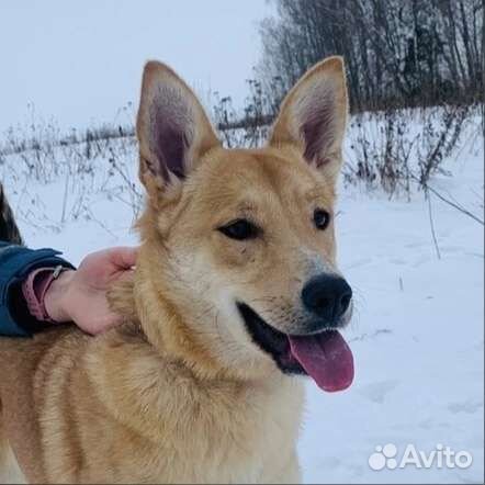 Собака помесь Лайка Хаски