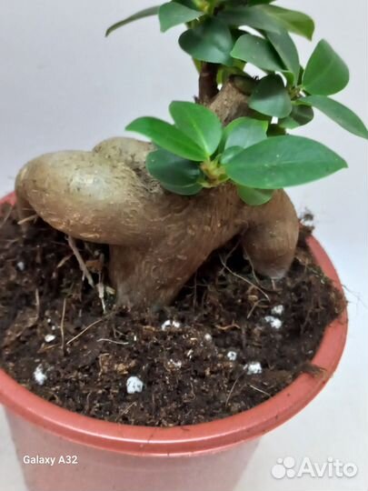 Фикус генсенг