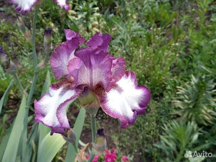 Ирисы бородатые все сортовые
