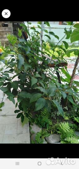 Форзиция-кустарник