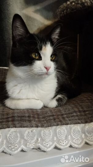 Котенок мальчик в добрые руки