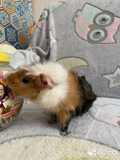 Морская свинка бесплатно