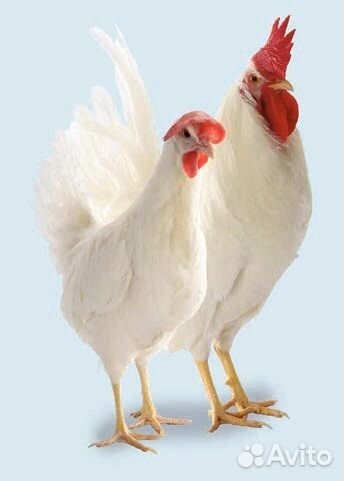 Молодняк кур