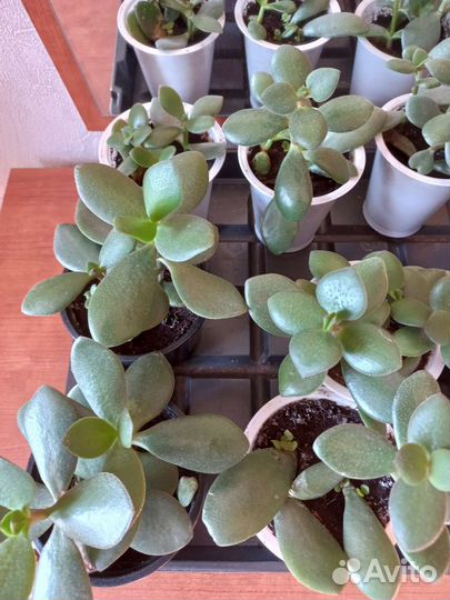 Толстянка крассула