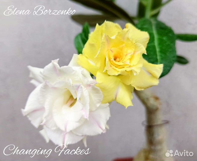 Привитый адениум Changing Fackes