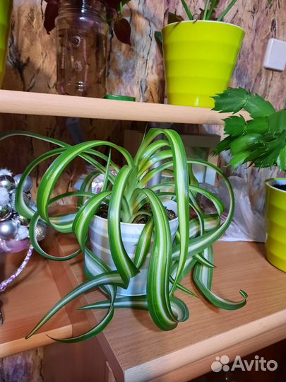 Хлорофитум кудрявый