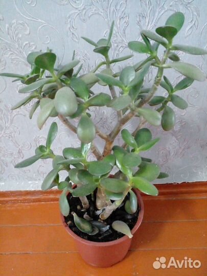 Диффенбахия