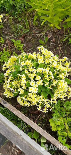 Цветы многолетники