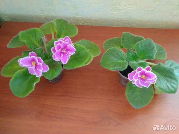 Фиалки взрослые розетки