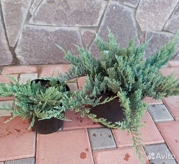 Можжевельник Блю Чип