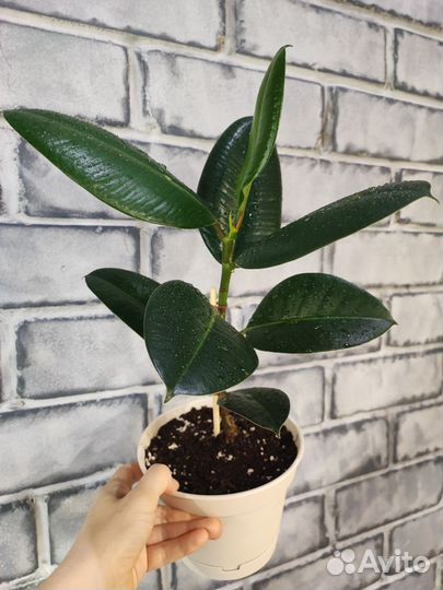 Фикус эластика робуста