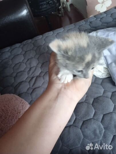 Кошки бесплатно