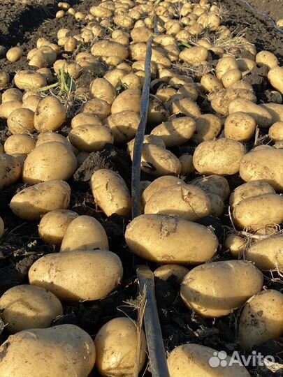 Семенной картофель-Коломбо,Ривьера