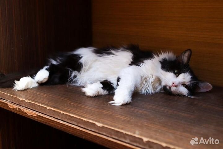 Мандаринка очень ждет свою семью