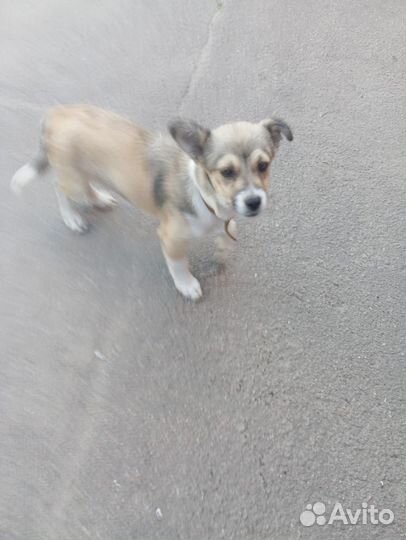 Щенок в добрые руки