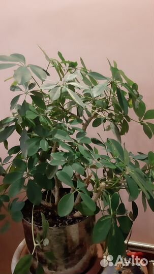 Шеффлера вариегатная