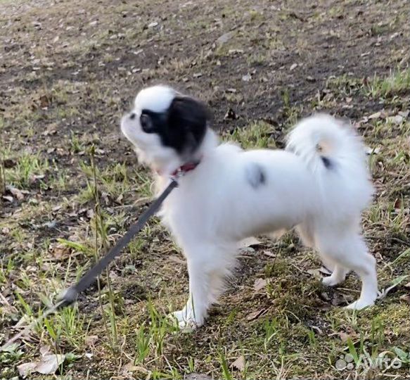 Японский Хин