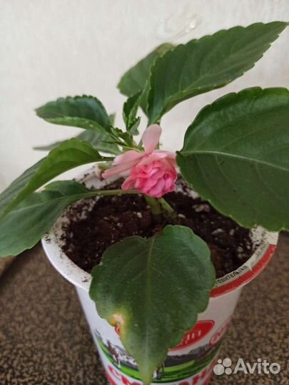 Бальзамин или Ванька мокрый. Махровый