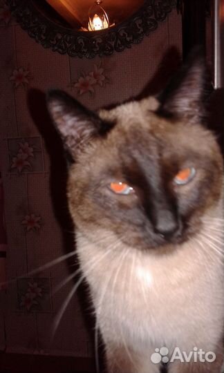 Сиамский котик