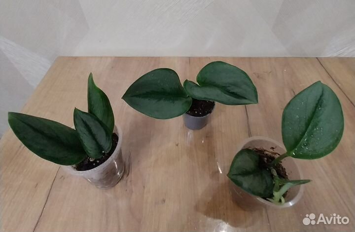 Сциндапсус мунлайт