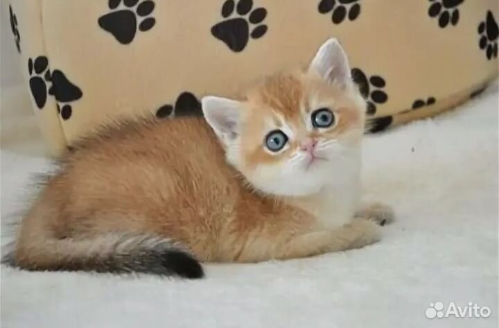 Шотландские котята