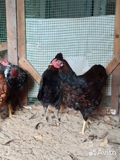 Молодые петухи