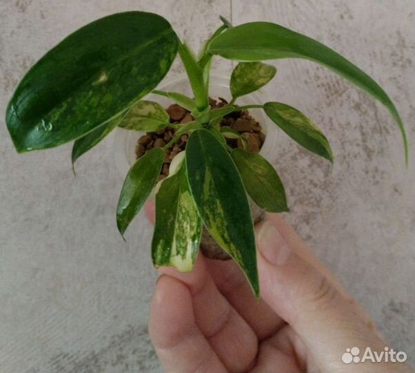 Филодендрон Доместикум Сиам Санрайз