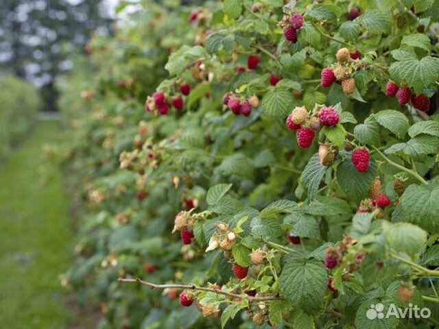 Саженцы малины (оптом )с питомника гост