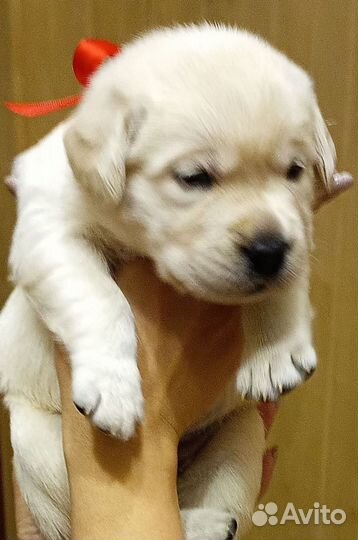 Щенки Лабрадора