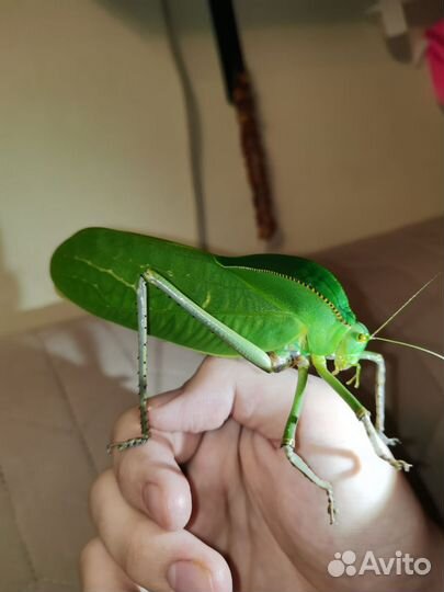 Палочники и кузнечики