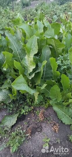 Корень хрена