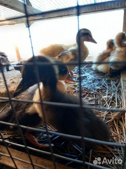 Домашняя птица - утки, гуси