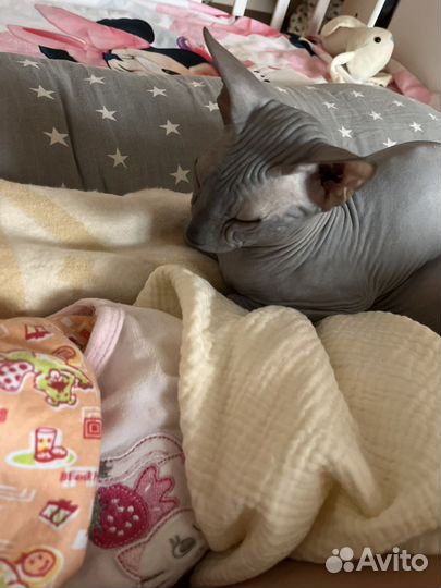 Донской сфинкс