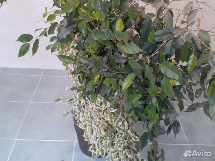 Фикус бенджамина