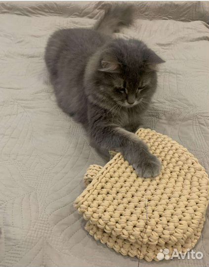 Отдам кошку в добрые руки