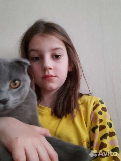 Котики бесплатно в добрые руки