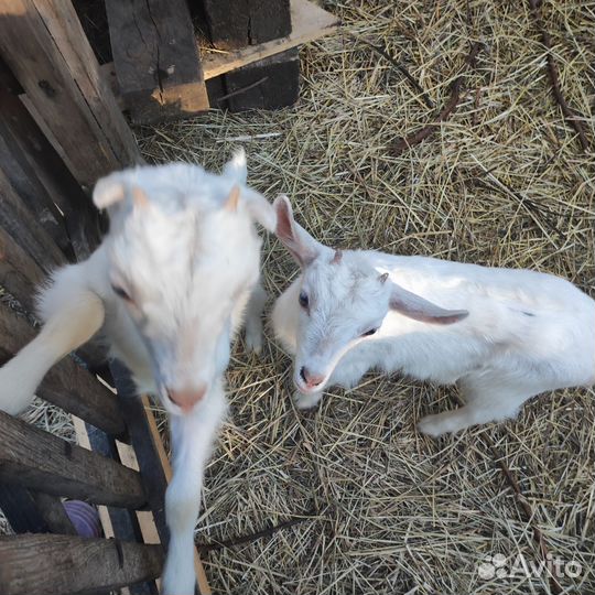 Продам козочек
