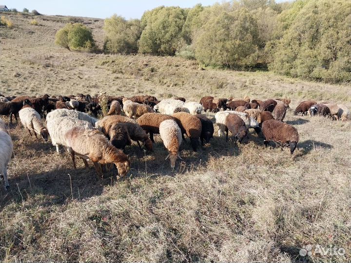 Бараны ягнят овцы