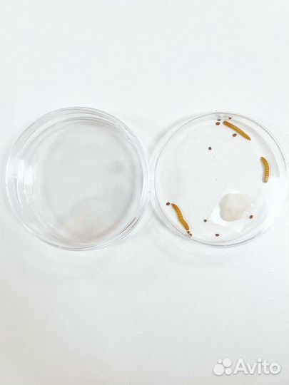 Чашка Петри